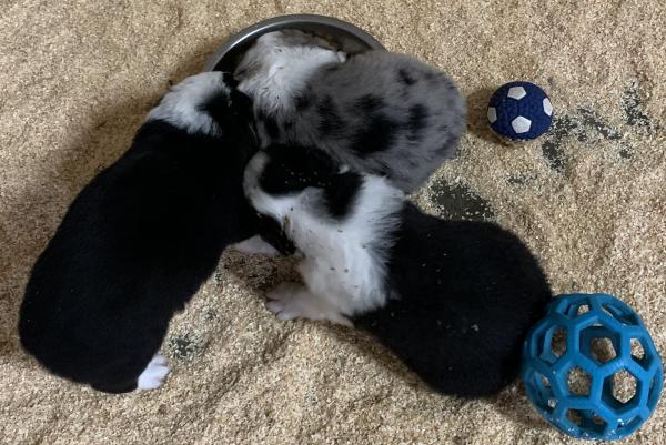 Cali × Chance litter