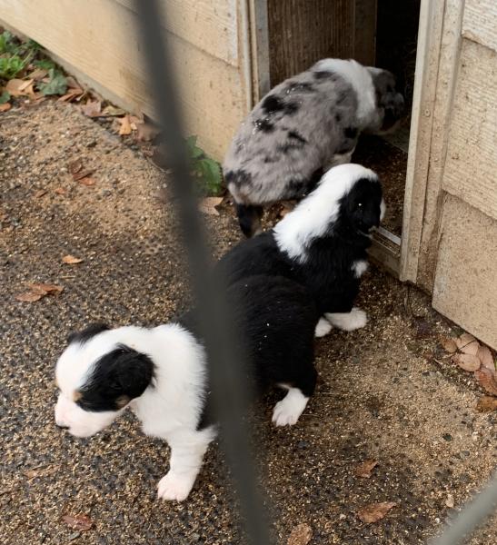 Cali × Chance litter