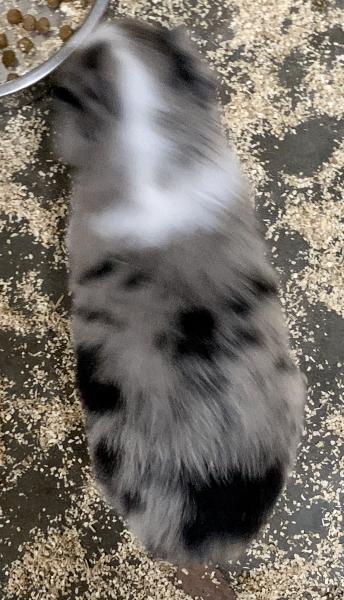 Sheila