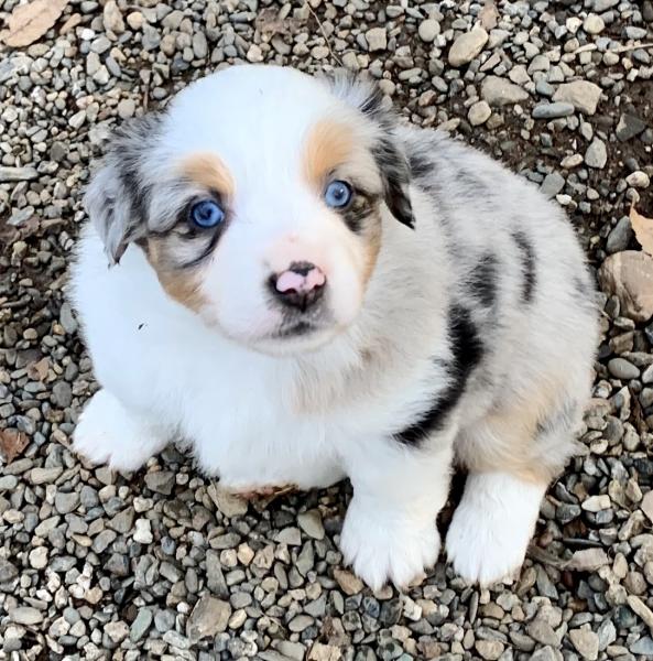 Bella