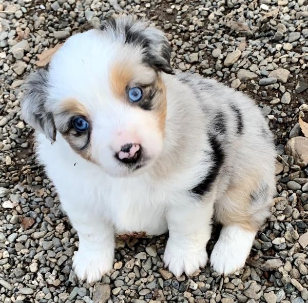 Bella