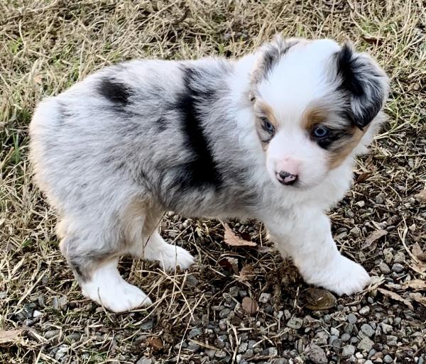 Bella