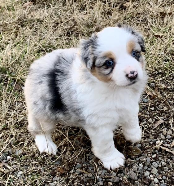 Bella