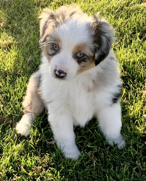 Bella