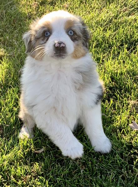 Bella
