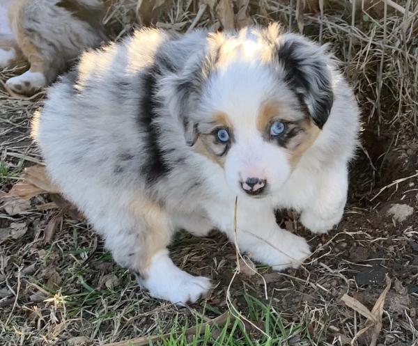Bella