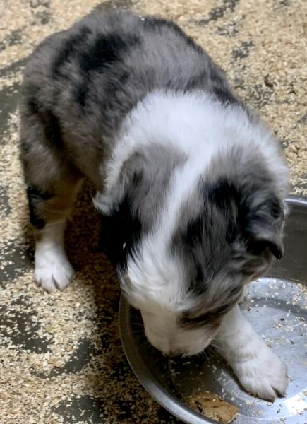 Archie