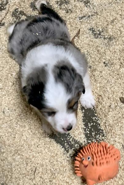 Archie