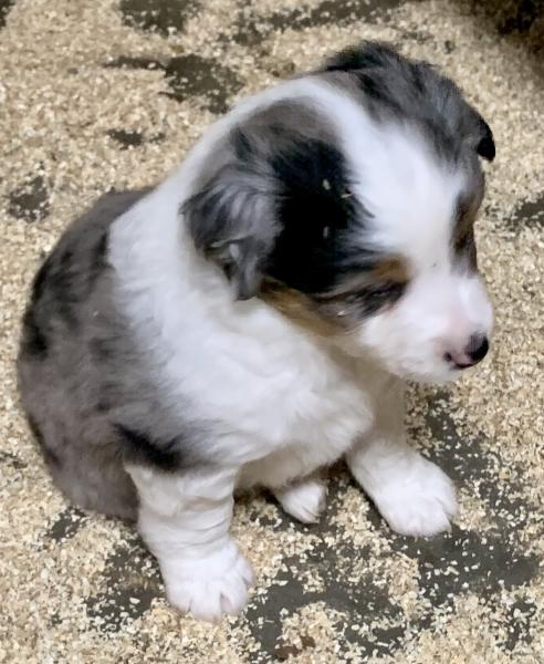 Archie