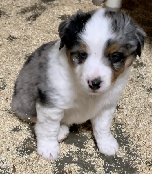 Archie
