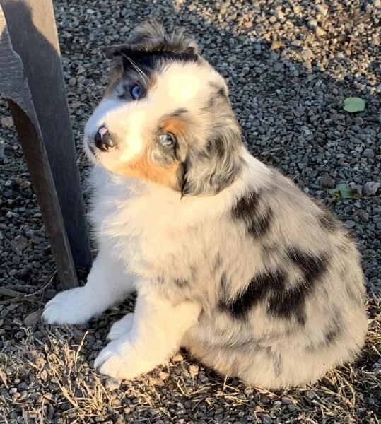 Archie