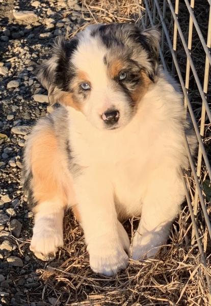 Archie