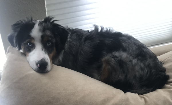 Archie