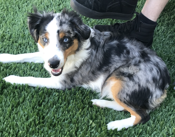Archie