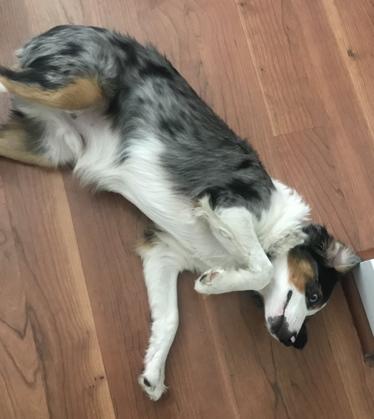Archie