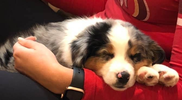 Archie