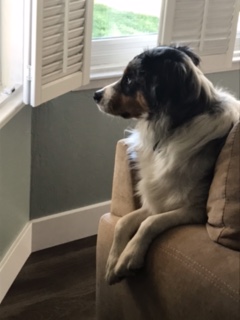 Archie