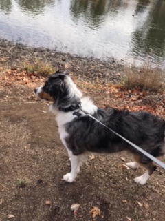 Archie