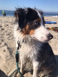 Archie