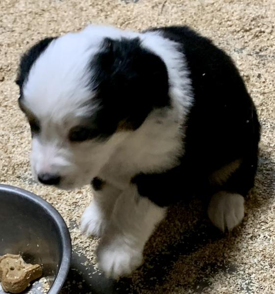 Zoey