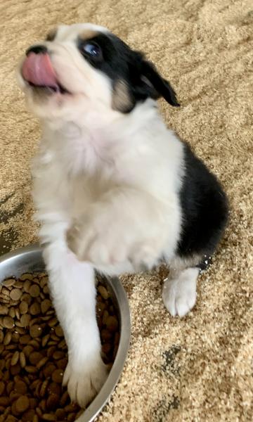 Simon