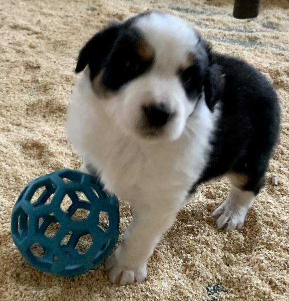 Simon