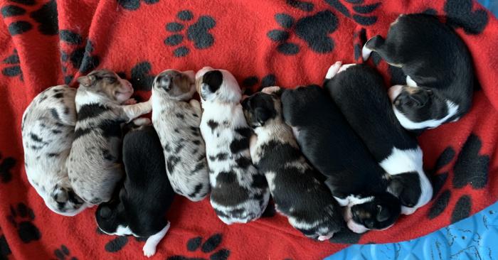 Ladybug × Chance litter