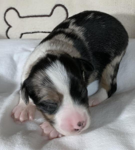 Scout