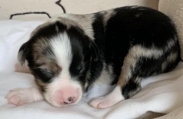 Scout