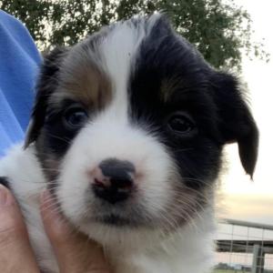 Scout