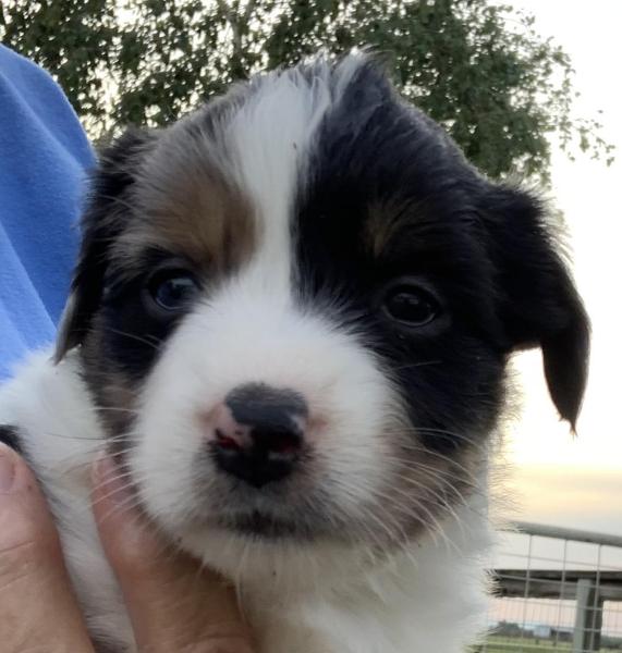 Scout