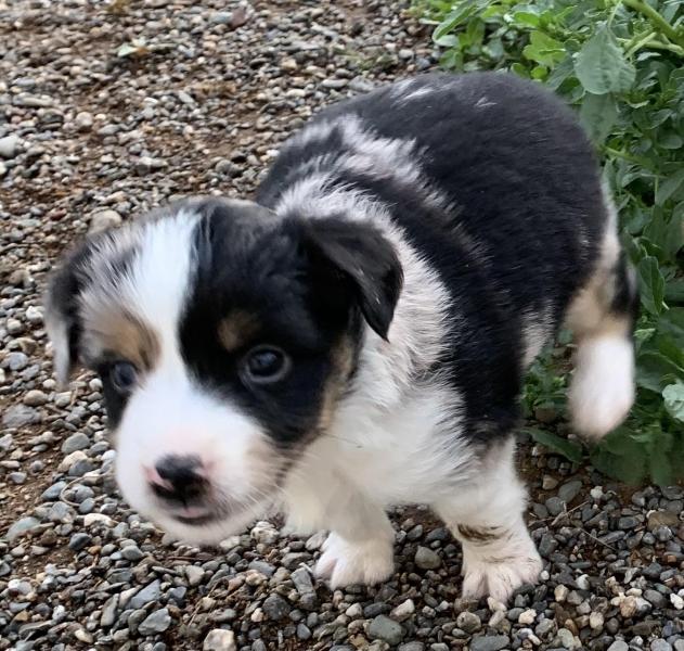 Scout