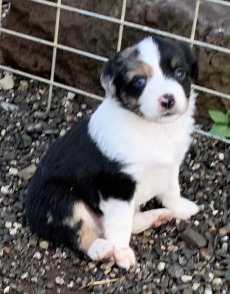 Scout