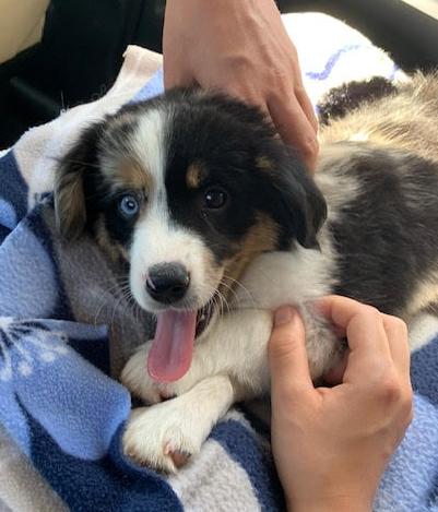 Scout