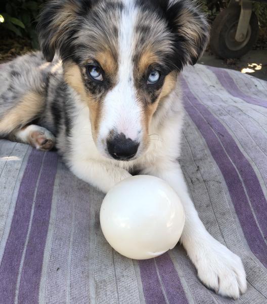 Shiloh