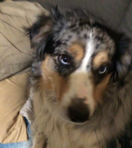 Shiloh