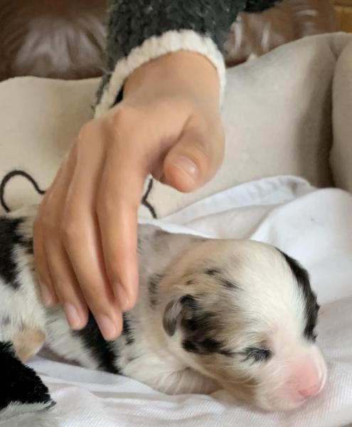 Lulu