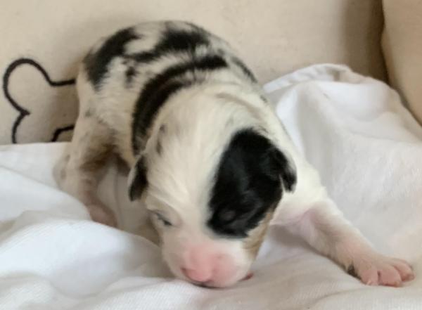 Lulu