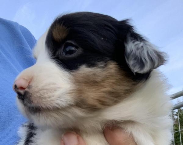 Lulu