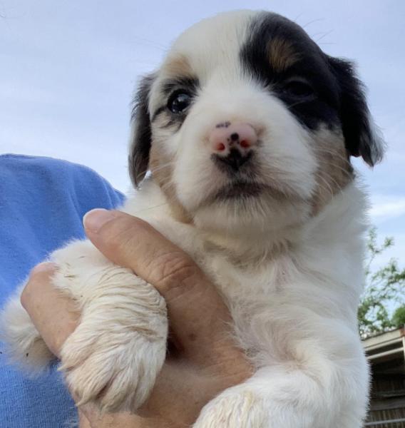 Lulu