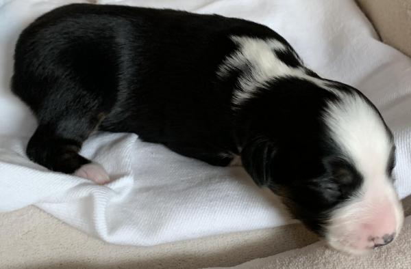 Brixie