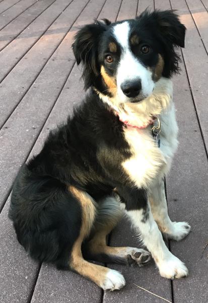 Brixie