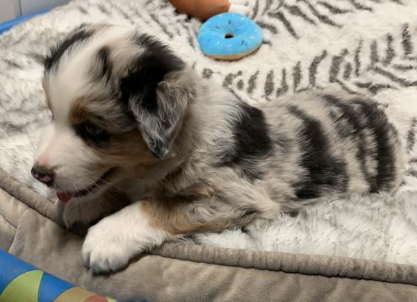 6 weeks old