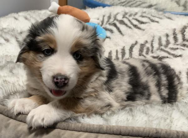6 weeks old