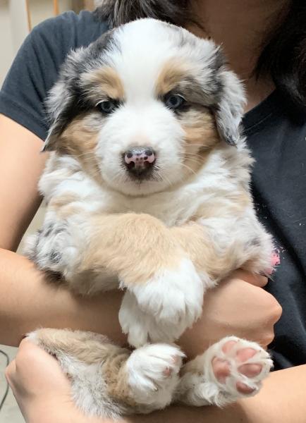6 weeks old