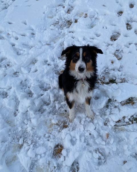 Bridger