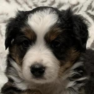 Theodore