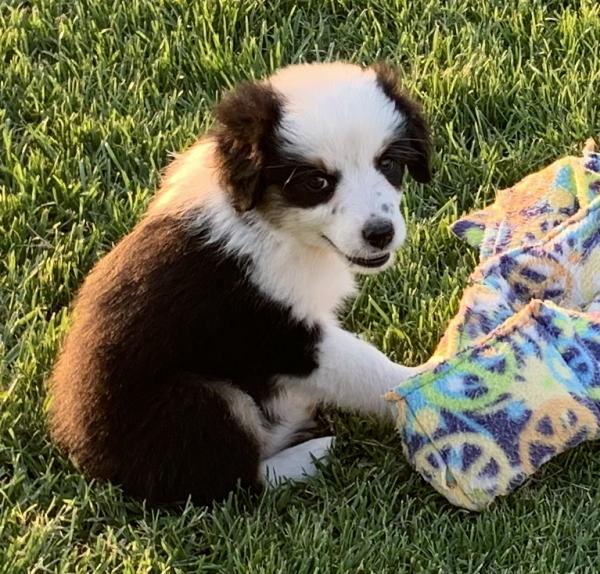 Daisy