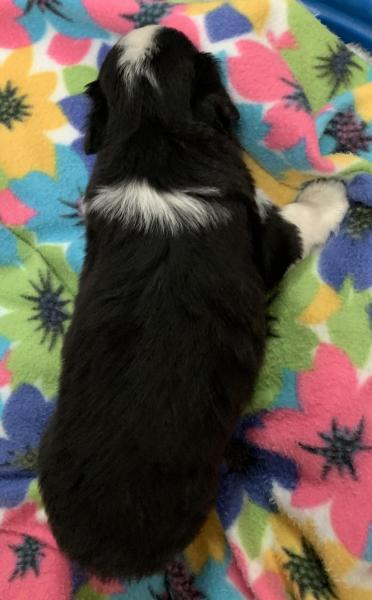 Kulfi