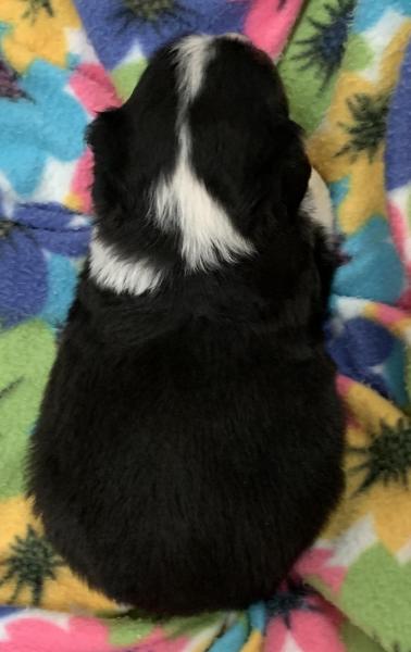 Lila